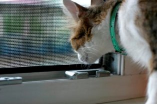 Сетки на окна